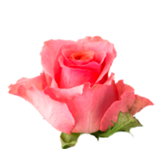 Khalida
