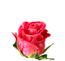 Suraya