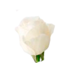 White charming