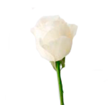 White charming