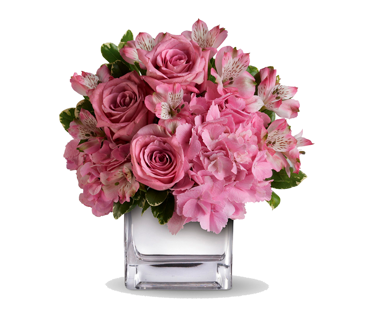 Floral - оптовые поставки роз из Узбекистана